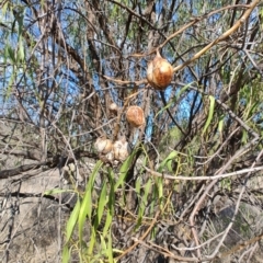 Eremophila bignoniiflora at Mungindi, QLD - 8 Aug 2023
