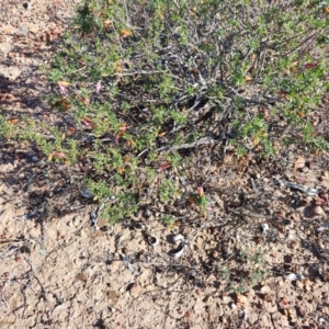 Eremophila maculata at Augathella, QLD - 6 Aug 2023 03:02 PM