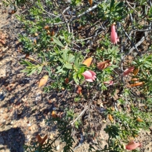 Eremophila maculata at Augathella, QLD - 6 Aug 2023 03:02 PM