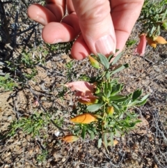 Eremophila maculata at Augathella, QLD - 6 Aug 2023 03:02 PM