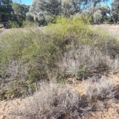 Eremophila polyclada at Augathella, QLD - 6 Aug 2023 by LyndalT