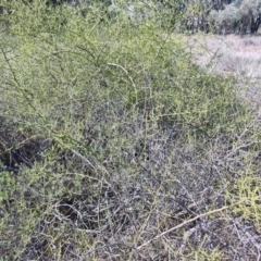 Eremophila polyclada at Augathella, QLD - 6 Aug 2023