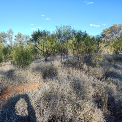 Eremophila longifolia (Weeping Emubush) at Augathella, QLD - 6 Aug 2023 by LyndalT