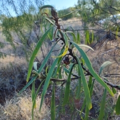 Eremophila longifolia at Augathella, QLD - 6 Aug 2023