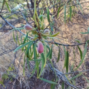 Eremophila longifolia at Augathella, QLD - 6 Aug 2023 04:26 PM