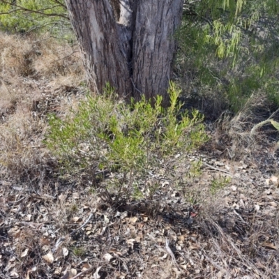 Eremophila deserti (Turkey Bush) at Mungallala, QLD - 6 Aug 2023 by LyndalT