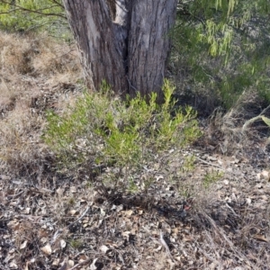 Eremophila deserti at Mungallala, QLD - 7 Aug 2023
