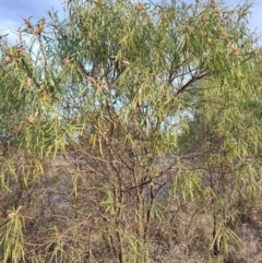 Eremophila longifolia (Weeping Emubush) at Saint George, QLD - 7 Aug 2023 by LyndalT