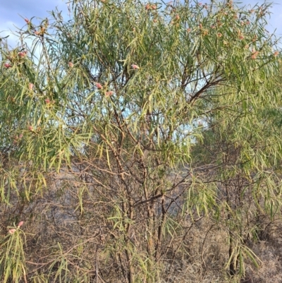 Eremophila longifolia (Weeping Emubush) at Saint George, QLD - 7 Aug 2023 by LyndalT