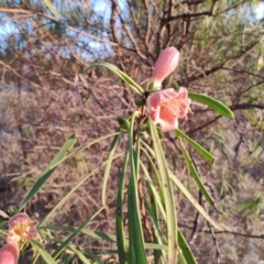 Eremophila longifolia at Saint George, QLD - 7 Aug 2023 05:07 PM