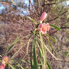 Eremophila longifolia at Saint George, QLD - 7 Aug 2023