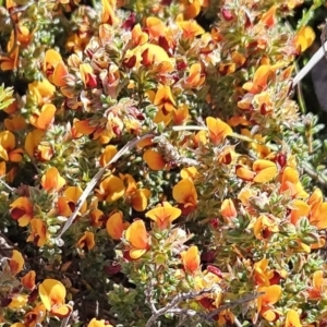 Pultenaea procumbens at Belconnen, ACT - 12 Oct 2023