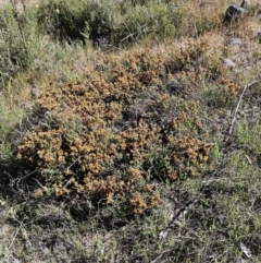 Pultenaea procumbens at Belconnen, ACT - 12 Oct 2023