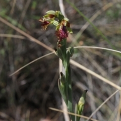 Calochilus montanus (Copper Beard Orchid) at Black Mountain - 13 Oct 2023 by Rheardy