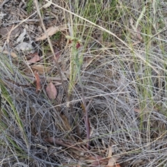 Calochilus montanus at Canberra Central, ACT - 13 Oct 2023