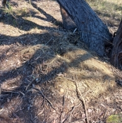 Unverified Mammal at Bevendale, NSW - 28 Sep 2023 by LWenger