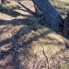 Unidentified Mammal at Bevendale, NSW - 28 Sep 2023 by LWenger