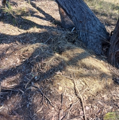 Unverified Mammal at Bevendale, NSW - 28 Sep 2023 by LWenger