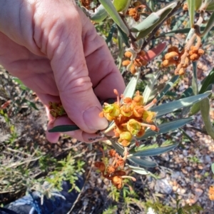 Grevillea floribunda at Albert, NSW - 23 Jul 2023