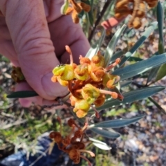 Grevillea floribunda at Albert, NSW - 23 Jul 2023 02:23 PM