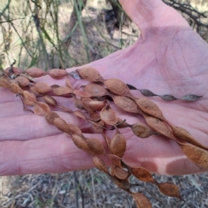Acacia stenophylla at Buddabadah, NSW - 23 Jul 2023