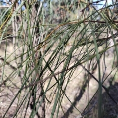 Acacia stenophylla at Buddabadah, NSW - 23 Jul 2023