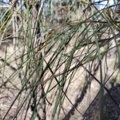 Acacia stenophylla at Buddabadah, NSW - 23 Jul 2023 03:18 PM