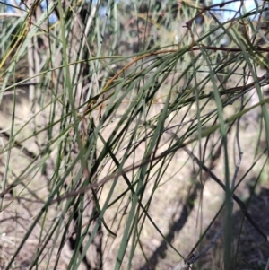 Acacia stenophylla at Buddabadah, NSW - 23 Jul 2023