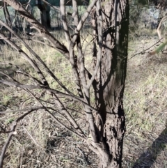 Acacia stenophylla at Buddabadah, NSW - 23 Jul 2023 03:18 PM