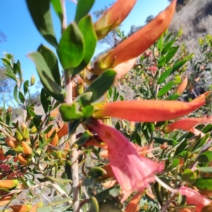 Eremophila maculata at Buddabadah, NSW - 23 Jul 2023 03:35 PM