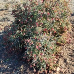 Eremophila maculata at Buddabadah, NSW - 23 Jul 2023 03:35 PM