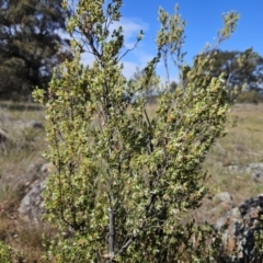 Brachyloma daphnoides at Belconnen, ACT - 12 Oct 2023