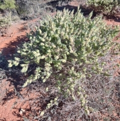 Maireana erioclada at Gumbalie, NSW - 24 Jul 2023 03:14 PM