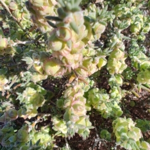 Maireana erioclada at Gumbalie, NSW - 24 Jul 2023