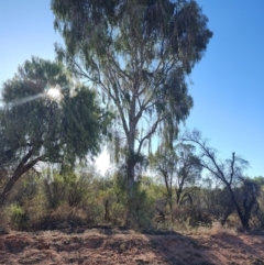Flindersia maculosa (Leopardwood) at Gumbalie, NSW - 24 Jul 2023 by LyndalT