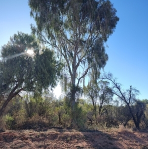 Flindersia maculosa at Gumbalie, NSW - 24 Jul 2023