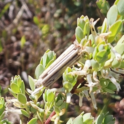 Clania lewinii & similar Casemoths (Parallel stick Case Moths) at Belconnen, ACT - 12 Oct 2023 by sangio7