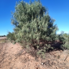 Eremophila longifolia (Weeping Emubush) at Bourke, NSW - 24 Jul 2023 by LyndalT