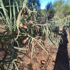 Eremophila longifolia at Bourke, NSW - 24 Jul 2023