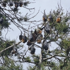 Pteropus poliocephalus (Grey-headed Flying-fox) at Parkes, ACT - 13 Oct 2023 by Csteele4