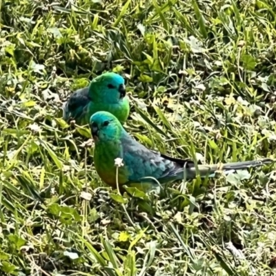 Psephotus haematonotus (Red-rumped Parrot) at Lake Burley Griffin Central/East - 13 Oct 2023 by JimL