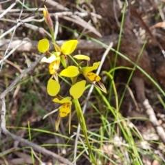 Diuris sulphurea (Tiger Orchid) at Wanniassa Hill - 13 Oct 2023 by Mike