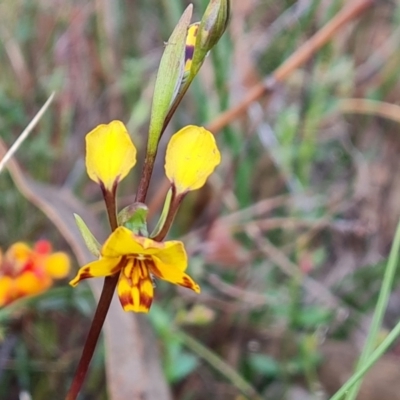 Diuris semilunulata (Late Leopard Orchid) at Tuggeranong, ACT - 13 Oct 2023 by Mike