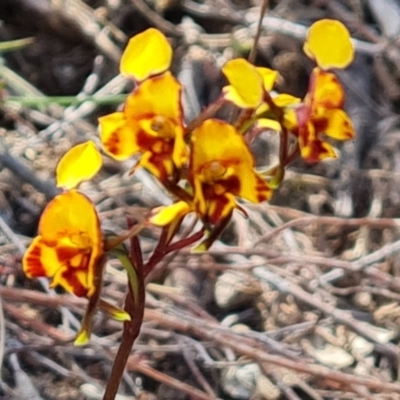Diuris semilunulata (Late Leopard Orchid) at Wanniassa Hill - 13 Oct 2023 by Mike