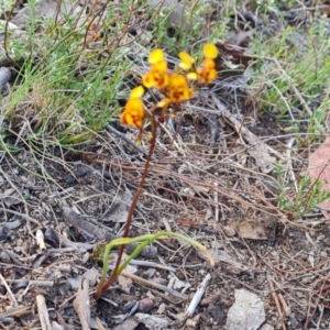 Diuris semilunulata at Tuggeranong, ACT - 13 Oct 2023