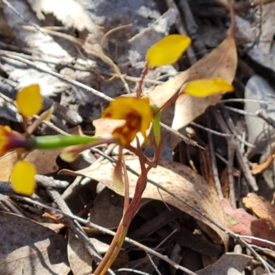 Diuris semilunulata (Late Leopard Orchid) at Wanniassa Hill - 13 Oct 2023 by Mike