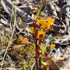 Diuris semilunulata at Tuggeranong, ACT - 13 Oct 2023