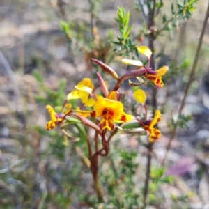 Diuris semilunulata at Tuggeranong, ACT - 13 Oct 2023