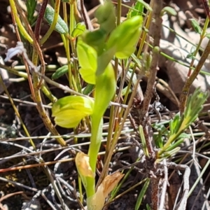 Hymenochilus sp. at Tuggeranong, ACT - suppressed