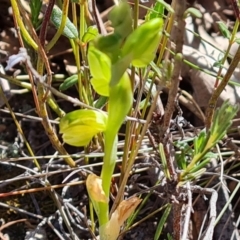 Hymenochilus sp. (A Greenhood Orchid) at Wanniassa Hill - 13 Oct 2023 by Mike